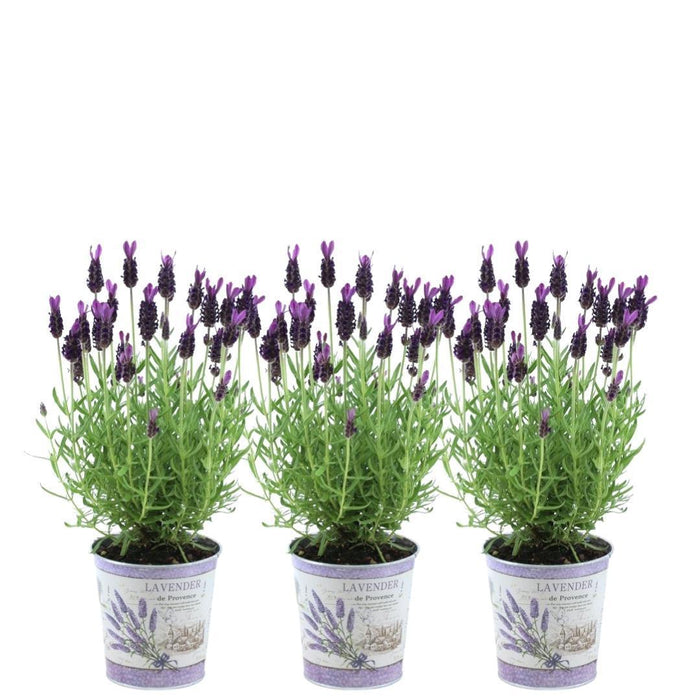 Sæt Med 3 Anouk® Lavendelpotter - D13Cm - Udendørs Plante