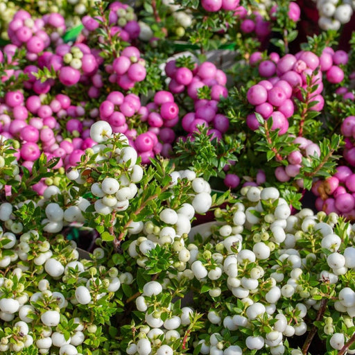 Parti Med 6 Hvide Mucronate Vintergrønt - Pernettya Mucronata Ø12Cm | ↨20 Cm