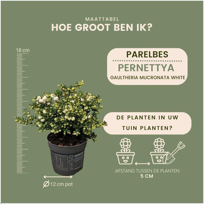 Parti Med 6 Hvide Mucronate Vintergrønt - Pernettya Mucronata Ø12Cm | ↨20 Cm