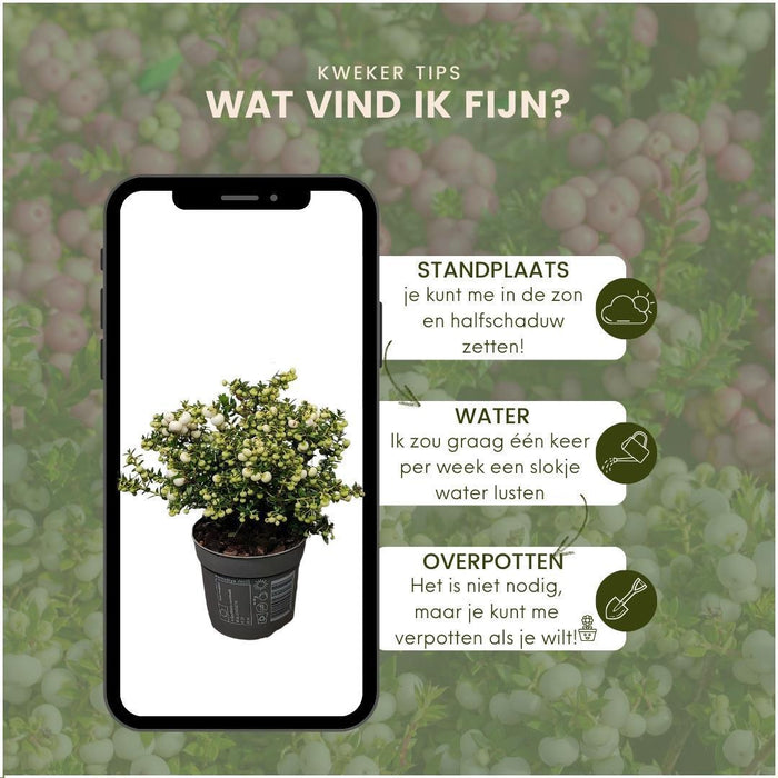 Parti Med 6 Hvide Mucronate Vintergrønt - Pernettya Mucronata Ø12Cm | ↨20 Cm