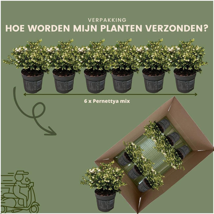 Parti Med 6 Hvide Mucronate Vintergrønt - Pernettya Mucronata Ø12Cm | ↨20 Cm