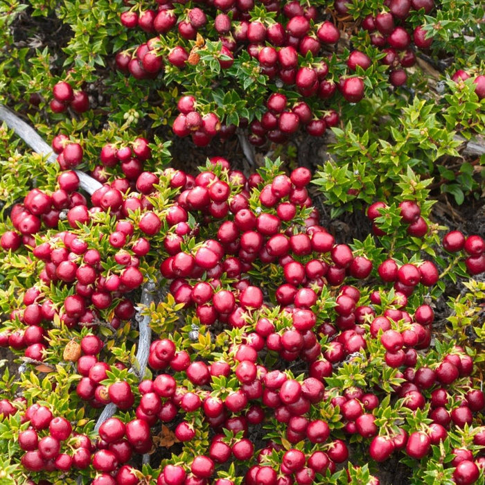 Parti Med 6 Røde Mucronate Vintergrønt - Pernettya Mucronata Ø12Cm | ↨20 Cm