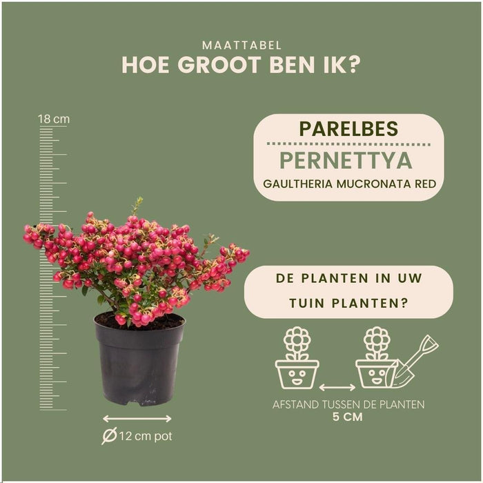 Parti Med 6 Røde Mucronate Vintergrønt - Pernettya Mucronata Ø12Cm | ↨20 Cm