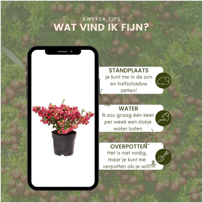 Parti Med 6 Røde Mucronate Vintergrønt - Pernettya Mucronata Ø12Cm | ↨20 Cm