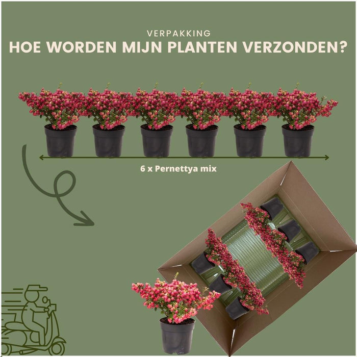 Parti Med 6 Røde Mucronate Vintergrønt - Pernettya Mucronata Ø12Cm | ↨20 Cm