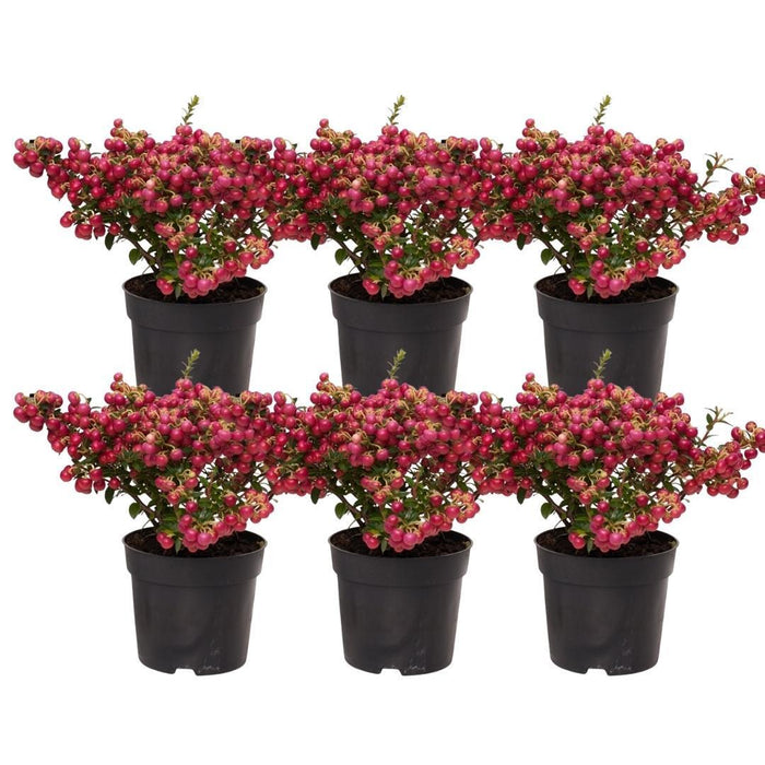 Parti Med 6 Røde Mucronate Vintergrønt - Pernettya Mucronata Ø12Cm | ↨20 Cm