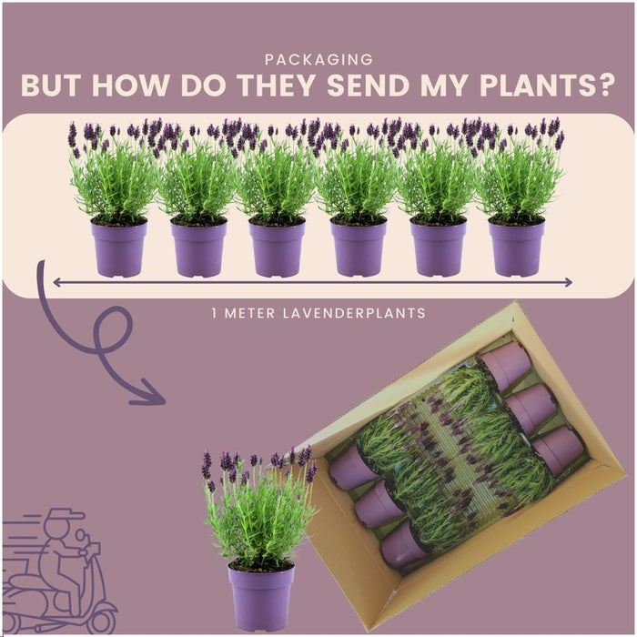 Sæt Med 6 Anouk® Lavendelpotter - D12Cm - Udendørs Plante