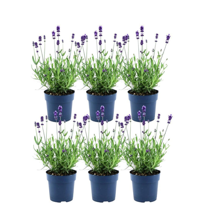 Sæt Med 6 Anouk® Lavendelpotter - D12Cm - Udendørs Plante