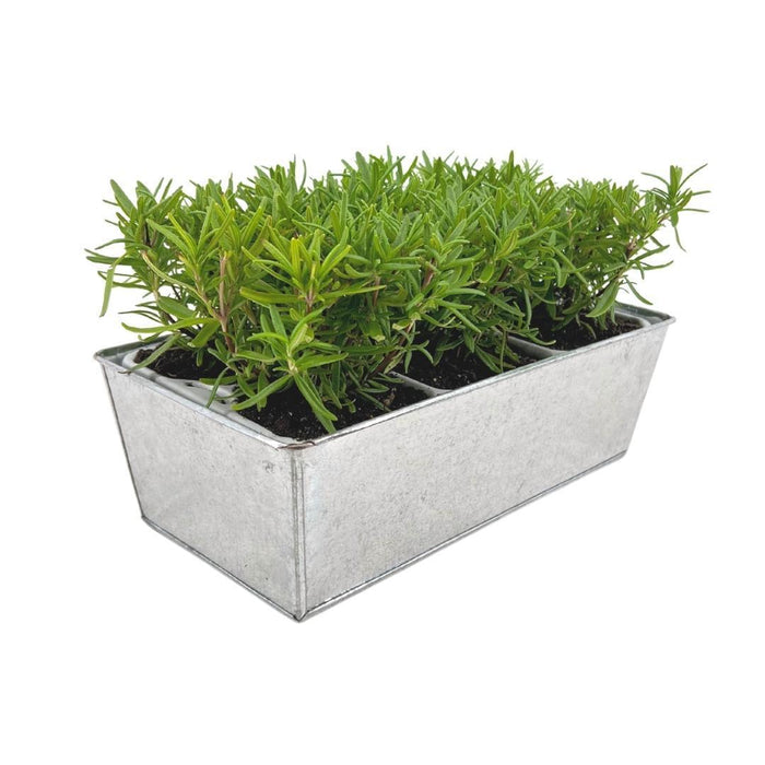 Sæt Med 6 Rosemary Offincalis, Bakke Medfølger