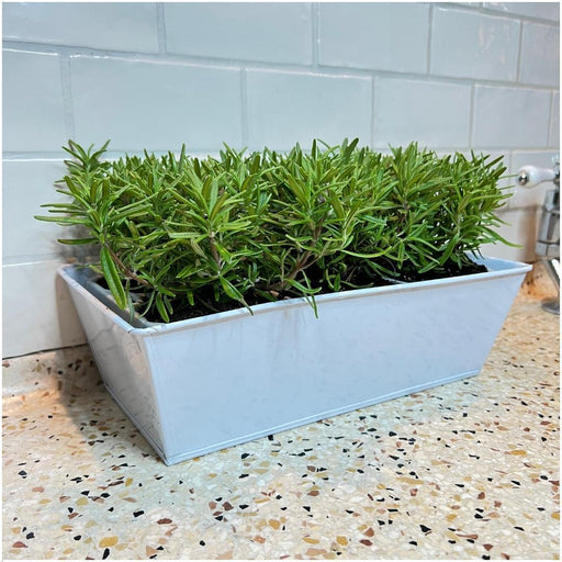 Sæt Med 6 Blue Rosemary Offincalis, Bakke Inkluderet