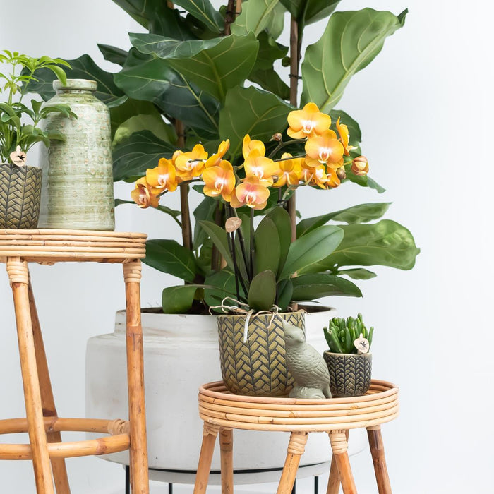 Sæt Med 2 Orange Phalaenopsis Orkideer - Multiflora Blomster