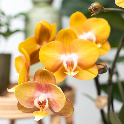 Sæt Med 2 Orange Phalaenopsis Orkideer - Multiflora Blomster