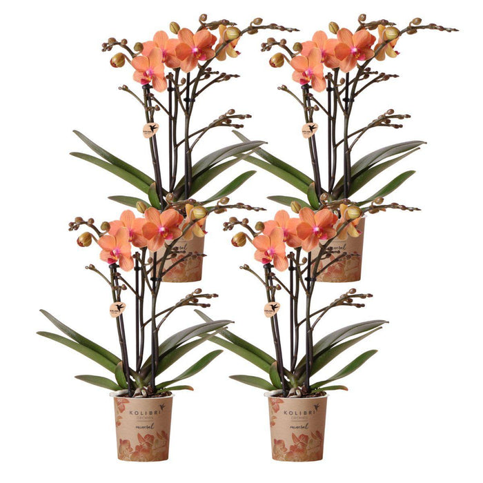 Parti Med 4 Bolzano Orange Orkideer - Phalaenopsis