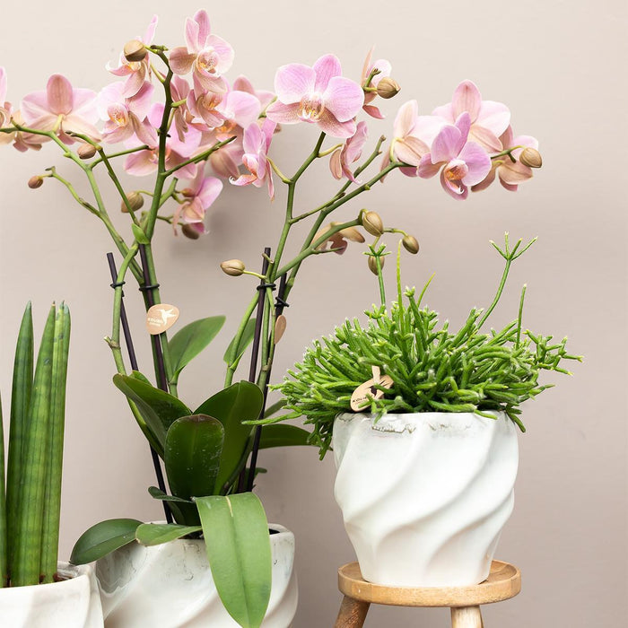 Sæt Med 4 Lyserøde Phalaenopsis Orkideer - Stueplante
