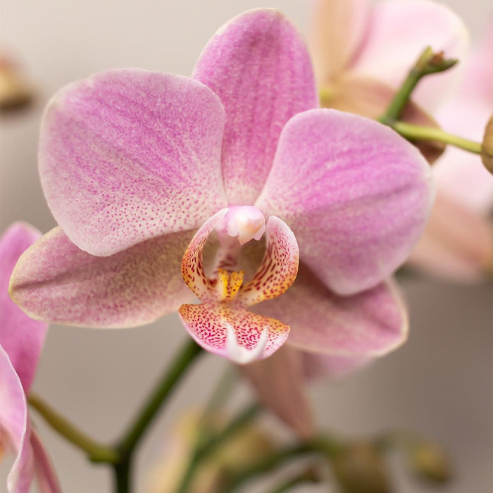 Sæt Med 4 Lyserøde Phalaenopsis Orkideer - Stueplante