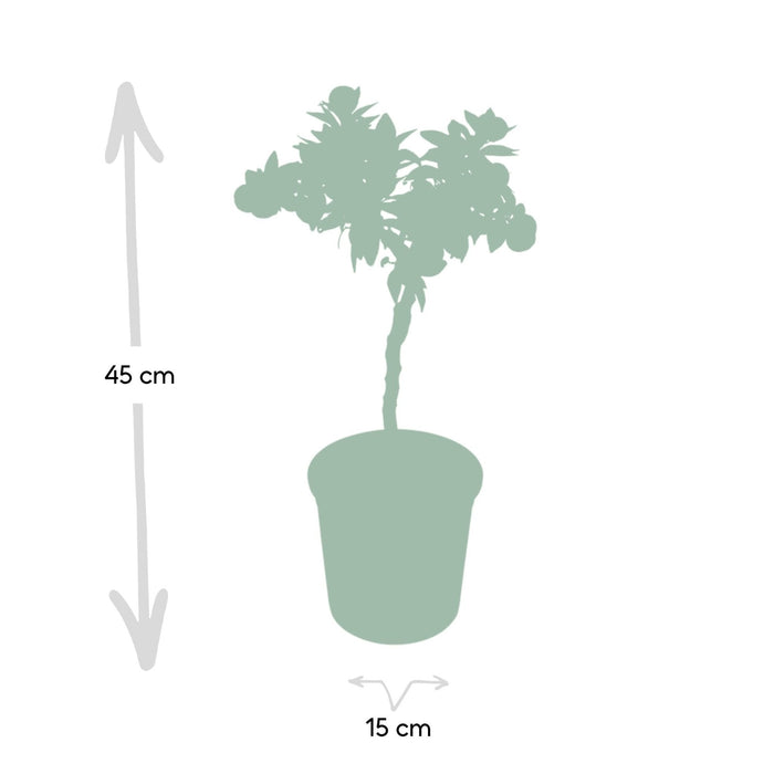Mandarintræ - 45 Cm - Ø15 - Frugtbusk - Udeplante