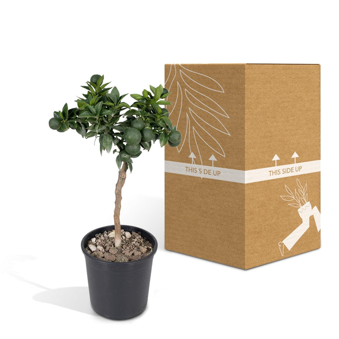 Mandarintræ - 45 Cm - Ø15 - Frugtbusk - Udeplante