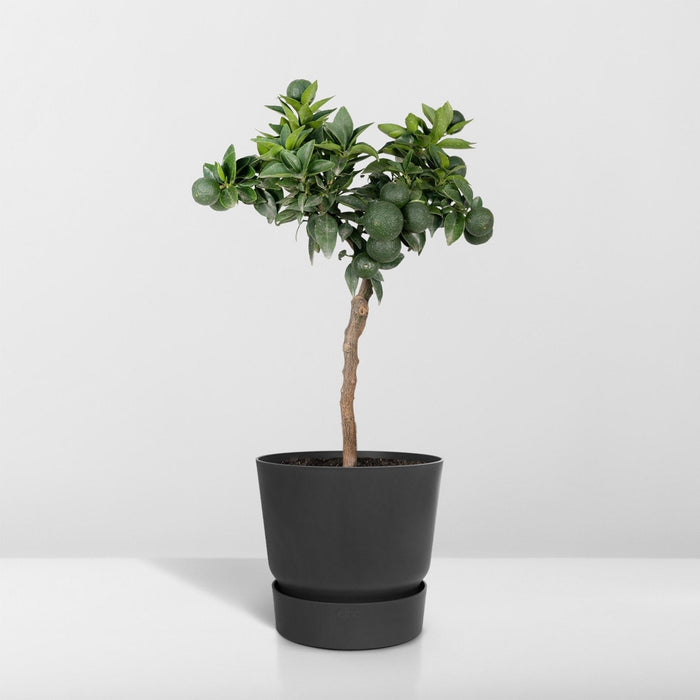 Mandarintræ - 45 Cm - Ø15 - Frugtbusk - Udeplante
