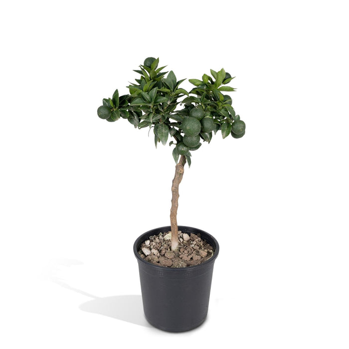 Mandarintræ - 45 Cm - Ø15 - Frugtbusk - Udeplante