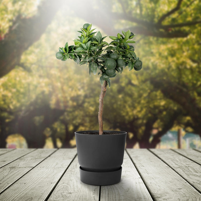 Mandarintræ - 45 Cm - Ø15 - Frugtbusk - Udeplante