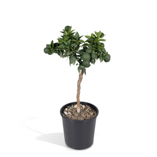 Mandarintræ - 45 Cm - Ø15 - Frugtbusk - Udeplante