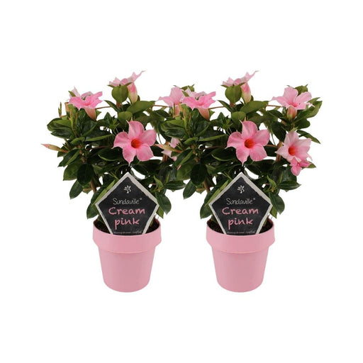 Mandevilla Sundaville Creme Pink Op Rek - 2 Stuks - Ø14Cm - ↕40Cm