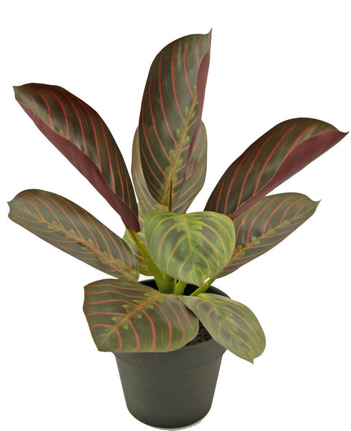 Maranta - Kunstig Grøn Plante