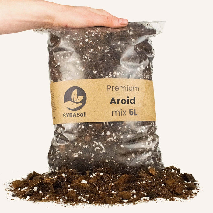 Araceae Blanding - 5L