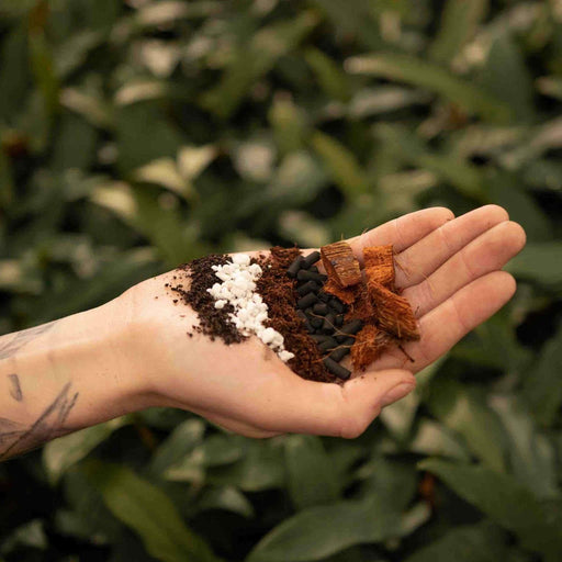 Araceae Blanding - 5L