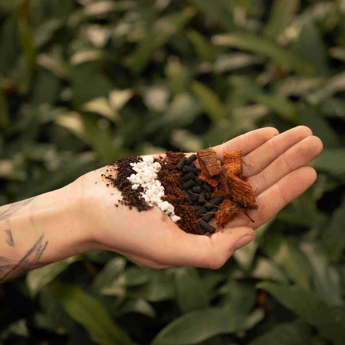 Araceae Blanding - 5L