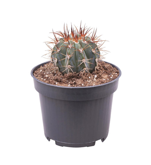 Melocactus Azureus H17.0Cm