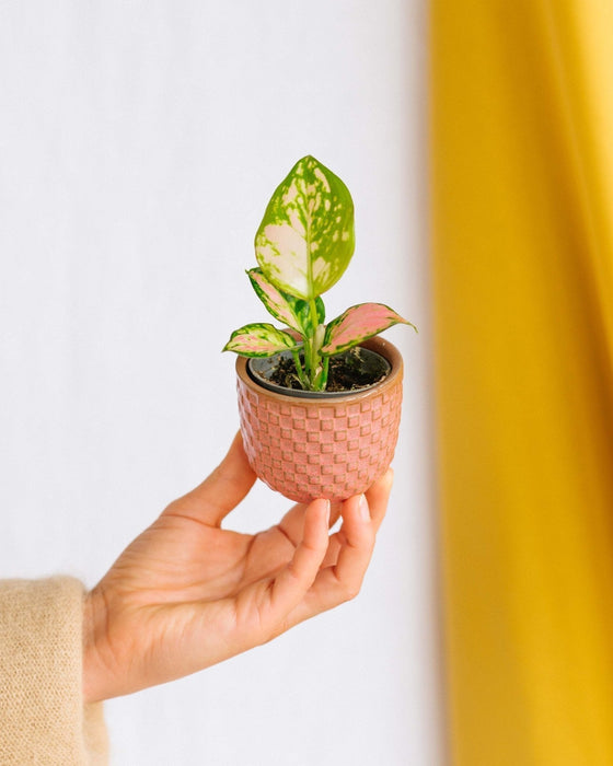 Mini Aglaonema Pink