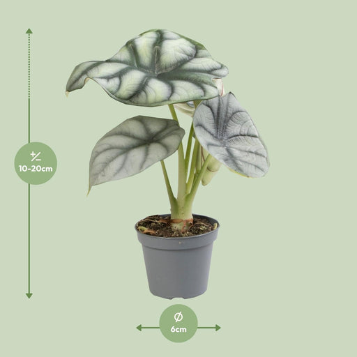 Mini Alocasia Sort Fløjl