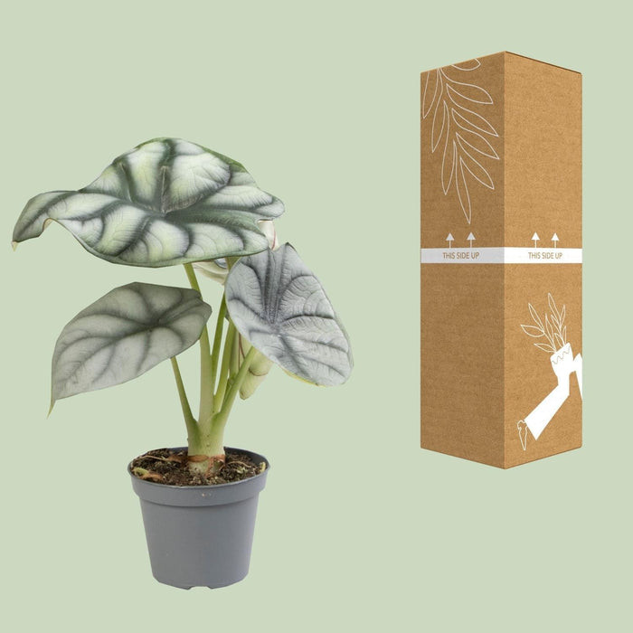 Mini Alocasia Sort Fløjl