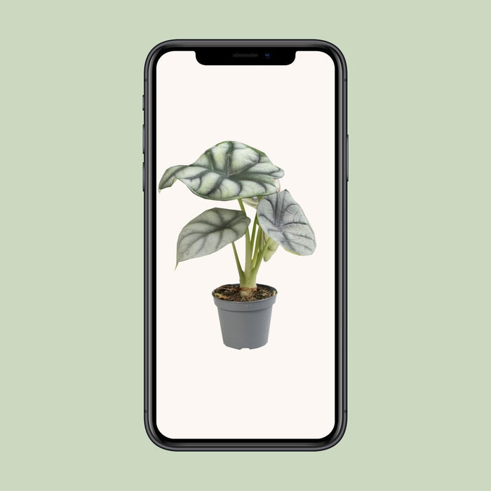 Mini Alocasia Sort Fløjl