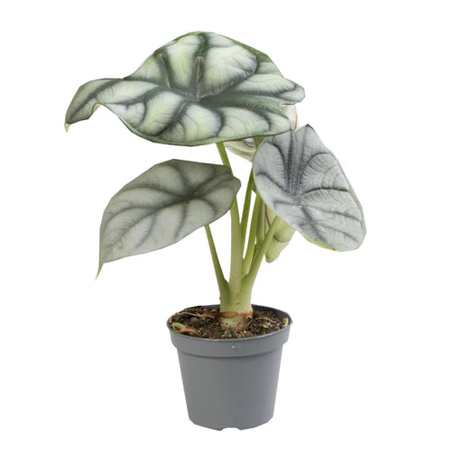 Mini Alocasia Sort Fløjl