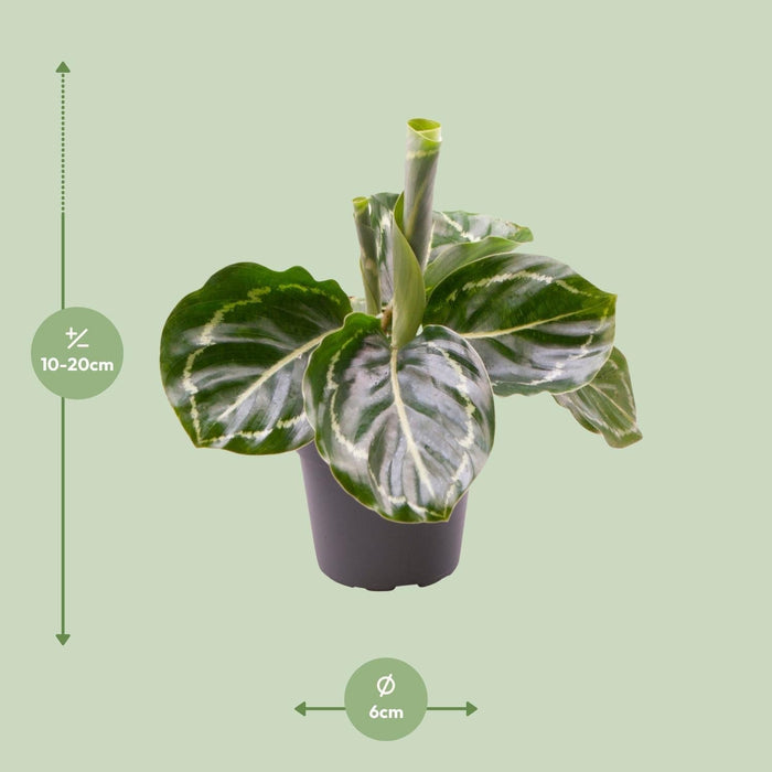 Mini Calathea Roseopicta Grøn