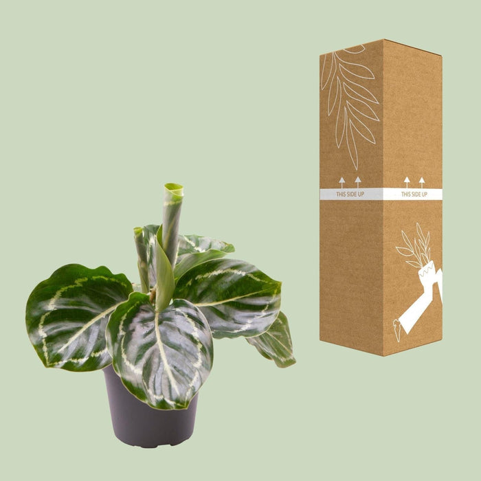 Mini Calathea Roseopicta Grøn