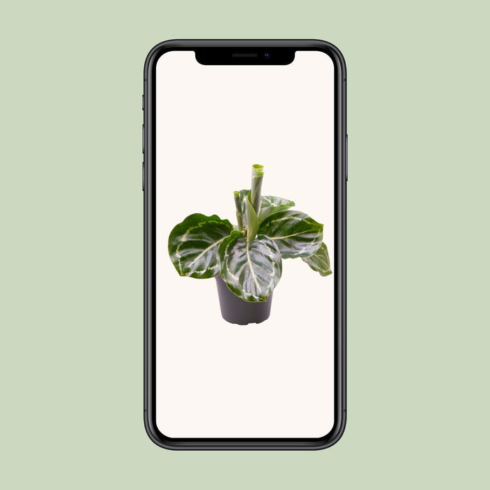 Mini Calathea Roseopicta Grøn
