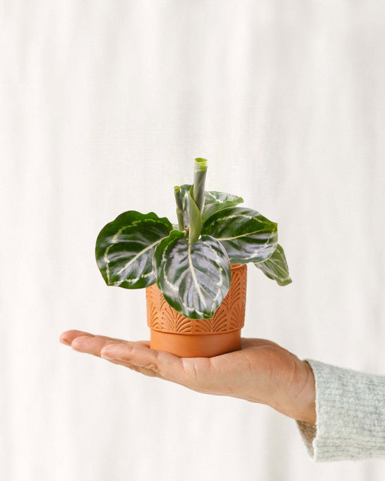 Mini Calathea Roseopicta Grøn