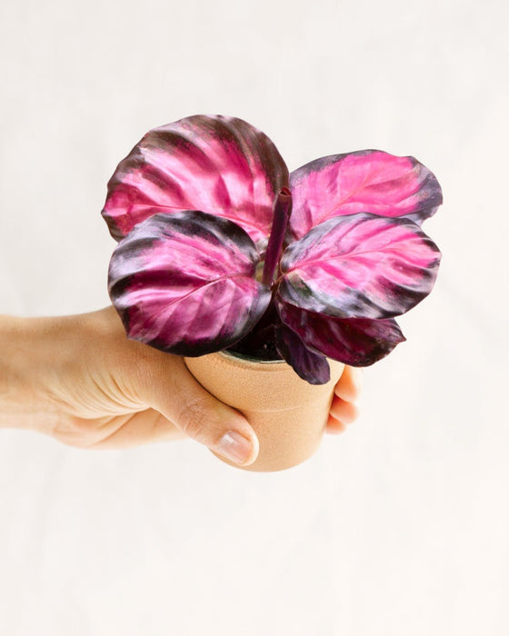 Mini Calathea Roseopicta Rosey