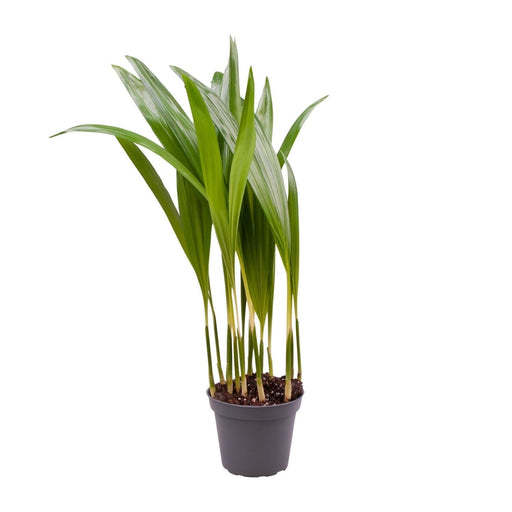 Mini Chrysalidocarpus Lutescens