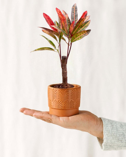 Mini Codiaeum