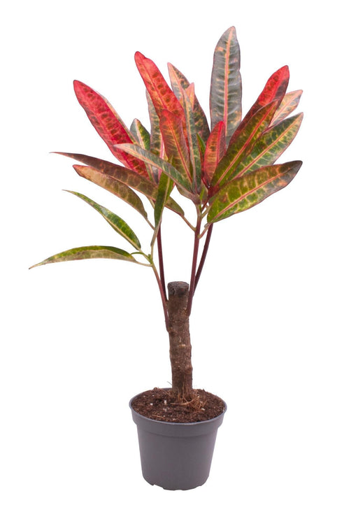 Mini Codiaeum
