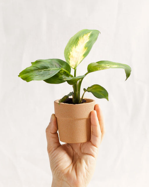 Mini Dieffenbachia Maculata Camilla