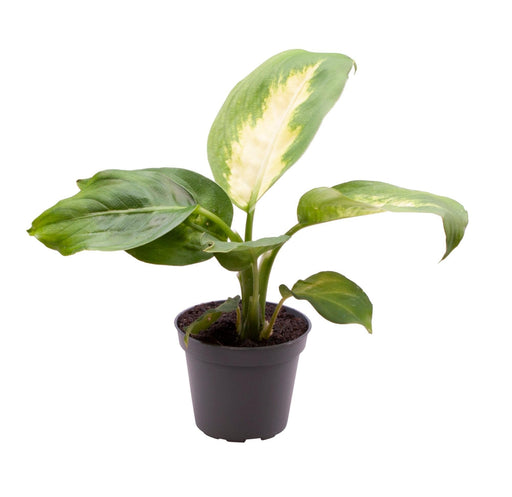 Mini Dieffenbachia Maculata Camilla