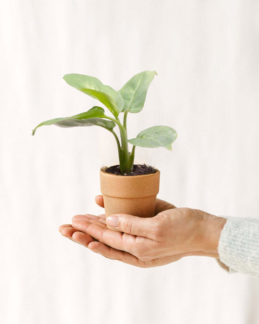 Mini Dieffenbachia Maculata Compacta