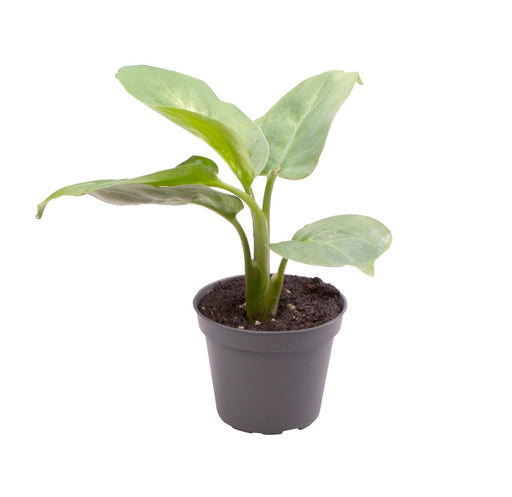 Mini Dieffenbachia Maculata Compacta