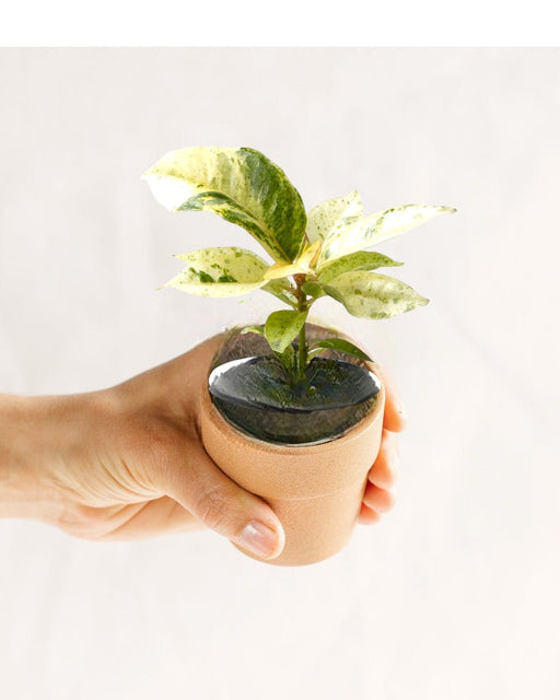 Mini Ficus Elastica Schrijveriana