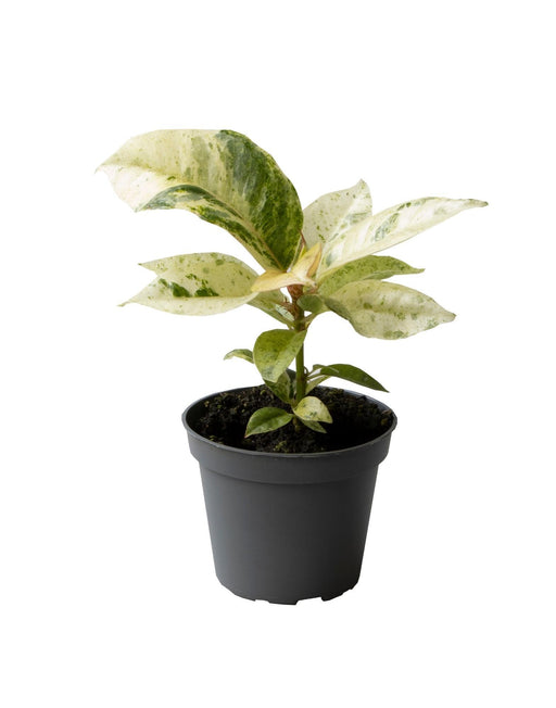 Mini Ficus Elastica Schrijveriana